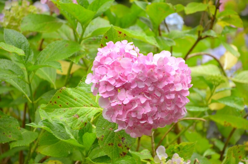 恋愛運が上がるピンクのハートの紫陽花