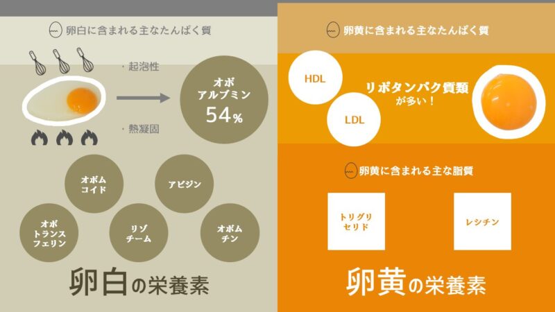 卵白と卵黄の栄養素