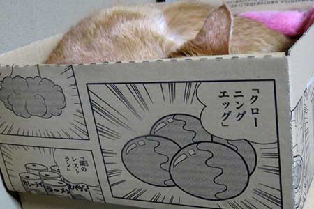 猫とamazonラッキー箱