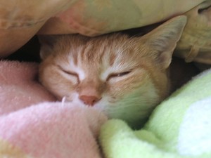 布団の中で寝る我が家の猫です。