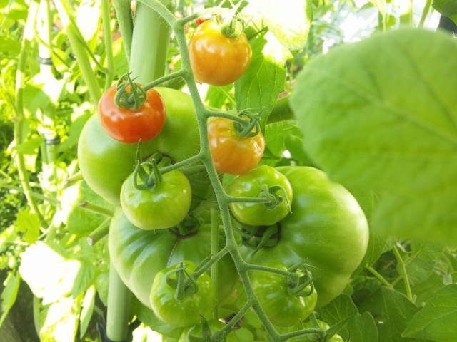 トマトベリーガーデン栽培